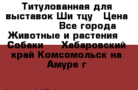 Титулованная для выставок Ши-тцу › Цена ­ 100 000 - Все города Животные и растения » Собаки   . Хабаровский край,Комсомольск-на-Амуре г.